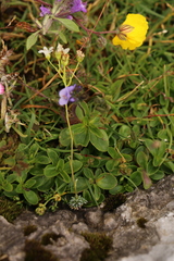 Veronica aphylla