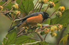 Conirostrum sitticolor