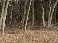 Odocoileus virginianus