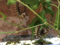 Polygonia interrogationis