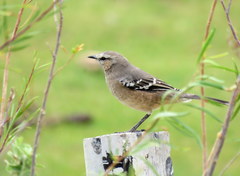 Mimus patagonicus
