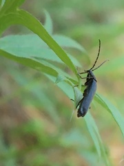 Rhagonycha mandibularis