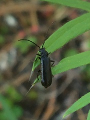 Rhagonycha mandibularis