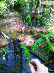 Ranunculus abortivus