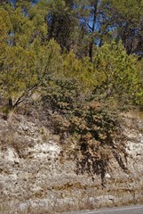 Quercus striatula