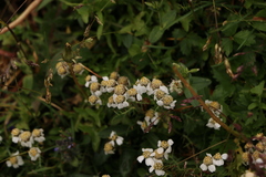 Achillea atrata
