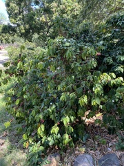 Jatropha gossypiifolia