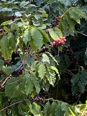 Jatropha gossypiifolia