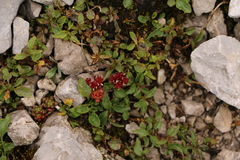 Sedum atratum
