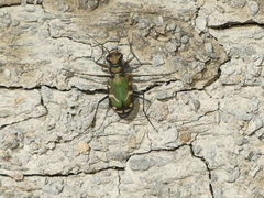 Cicindela limbalis