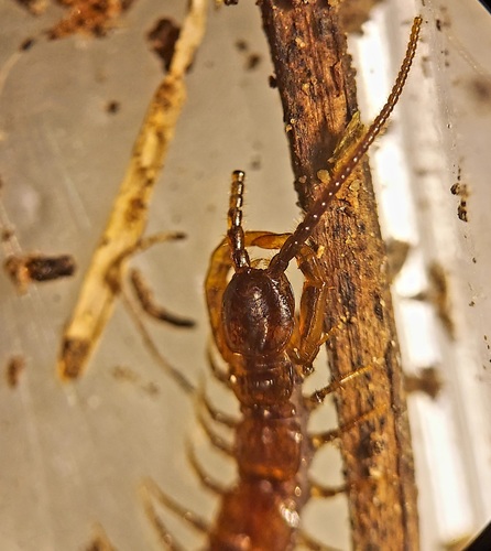 Paitobius zinus