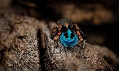 Maratus nigromaculatus