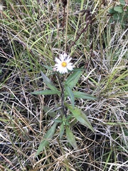 Symphyotrichum novi-belgii elodes