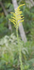 Solidago chilensis