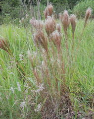 Andropogon bicornis