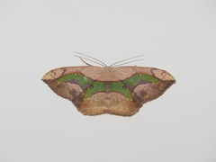 Semaeopus nisa