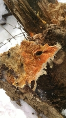 Leucogyrophana mollusca