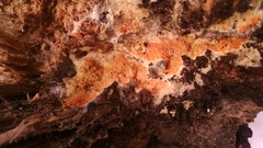 Leucogyrophana mollusca