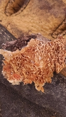 Leucogyrophana mollusca