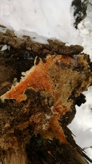 Leucogyrophana mollusca