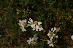 Achillea atrata