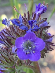 Phacelia franklinii
