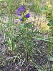 Phacelia franklinii