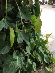 Angiospermae