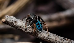 Maratus nigromaculatus