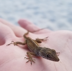 Anolis sagrei