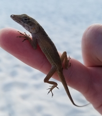 Anolis sagrei