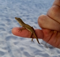 Anolis sagrei