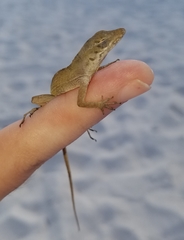 Anolis sagrei