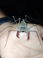 Paraphrynus chacmool