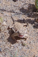 Phrynosoma goodei