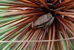 Hyperolius viridiflavus