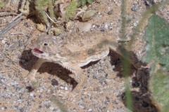 Phrynosoma goodei