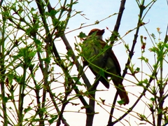Myiodynastes maculatus