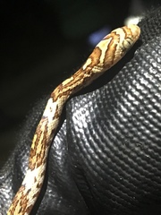 Trimorphodon paucimaculatus