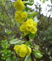 Berberis angulosa