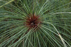 Hyperolius viridiflavus