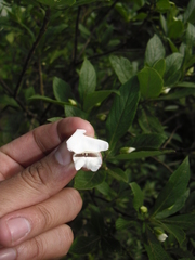 Bowkeria verticillata