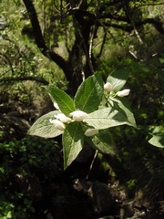 Bowkeria verticillata