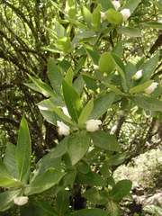 Bowkeria verticillata