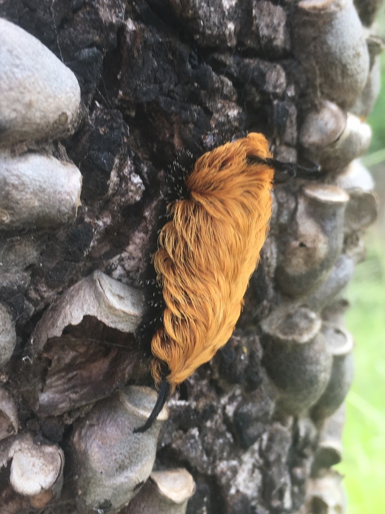 Megalopyge nuda