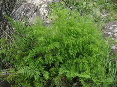 Asparagus ramosissimus