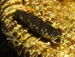 Dermatobranchus striatus