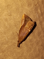 Hypena mactatalis