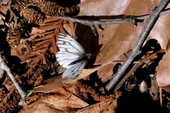 Pieris marginalis venosa