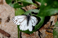 Pieris marginalis venosa